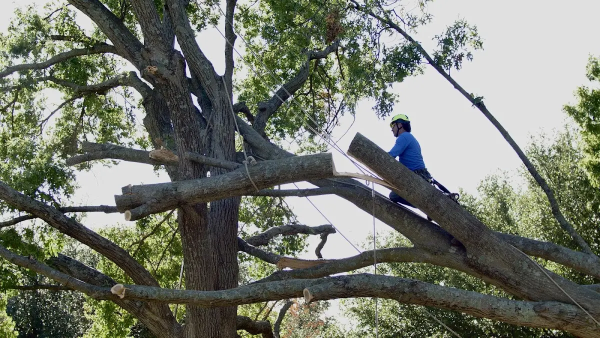 Professional Crown Thinning performed by certified arborists in Copeland